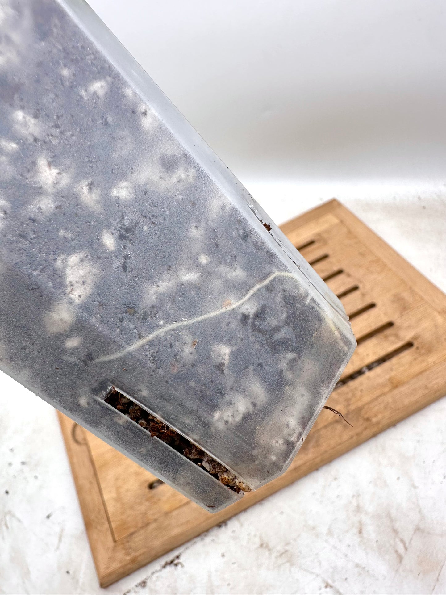 Hoya Diversifolia Maharini