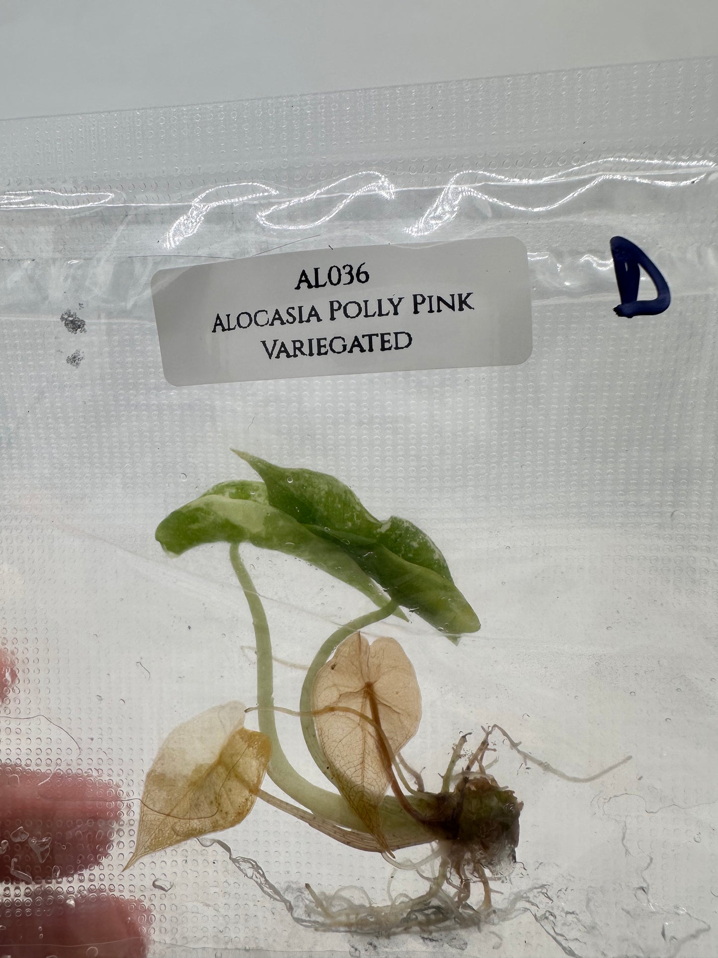 Tissue Culture - Alocasia Polly Pink Variegated