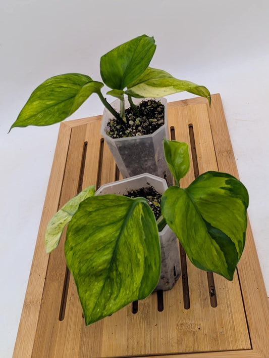Pothos ‘Olivia’ - Mint Mutated Manjula