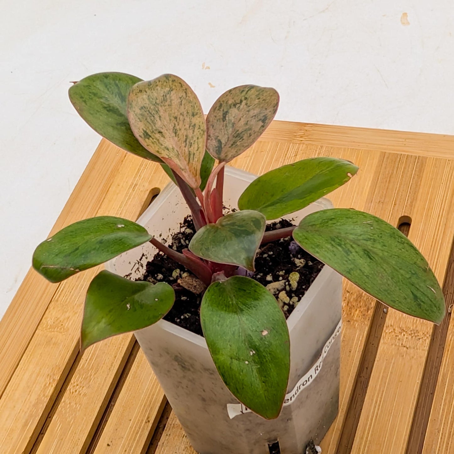 Philodendron Red Congo Dwarf Variegated