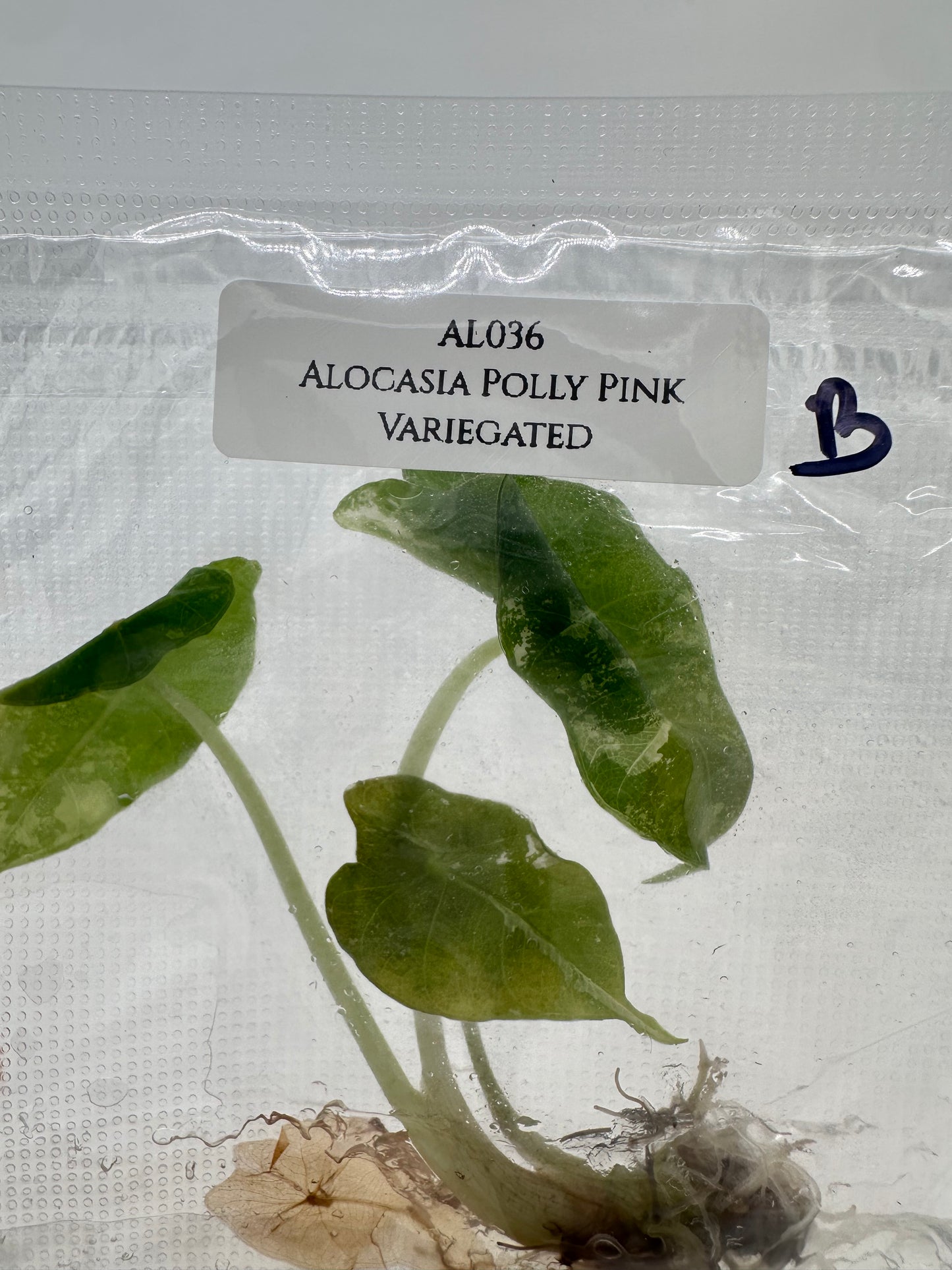 Tissue Culture - Alocasia Polly Pink Variegated