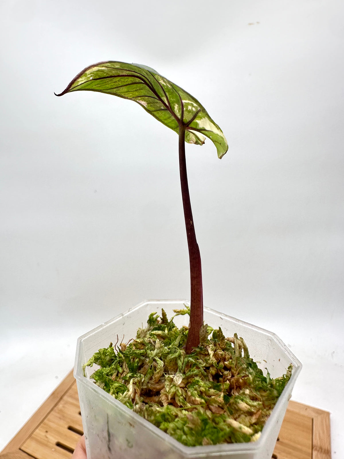 Alocasia Yucatan Princess Variegated