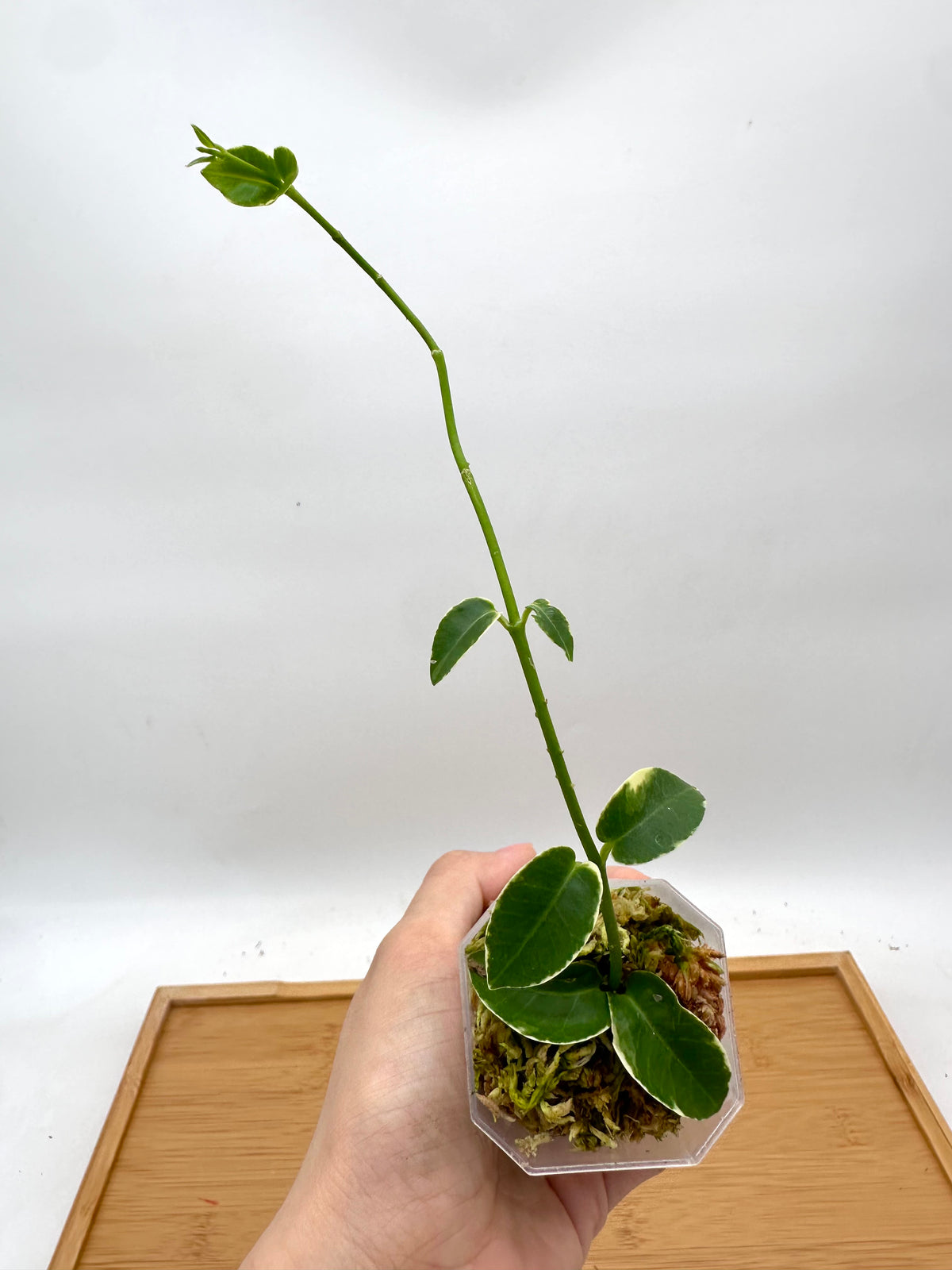 Hoya Cummingiana Variegated