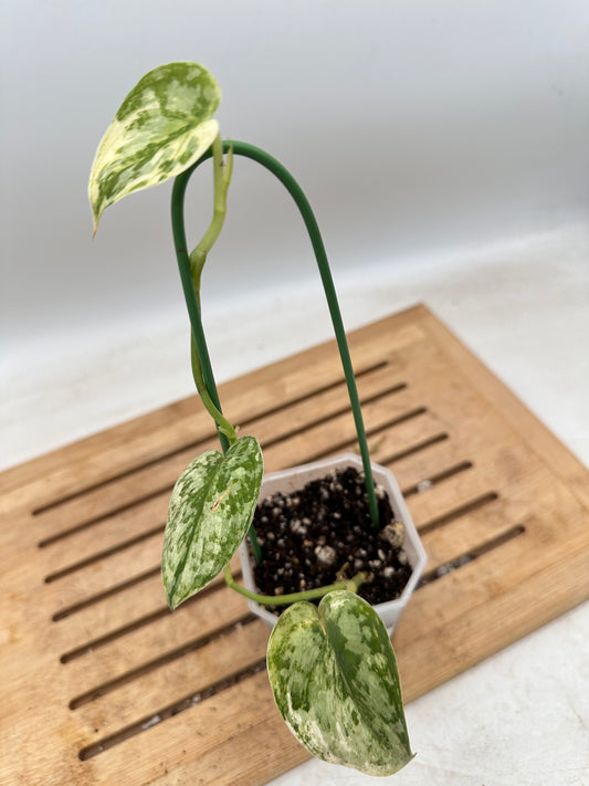Scindapsus Mayari