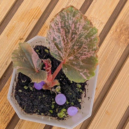 Begonia Cucullata Pink Variegated 🩷