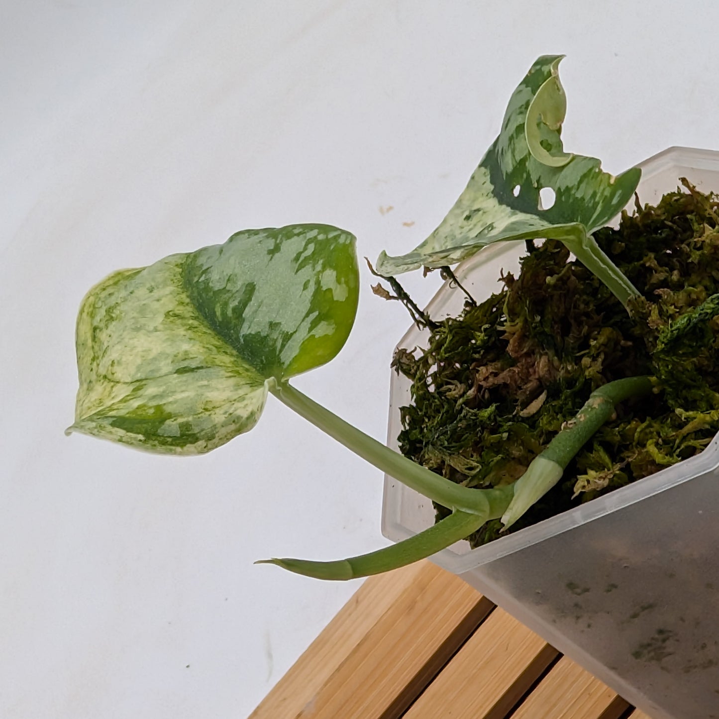 Scindapsus Peasun
