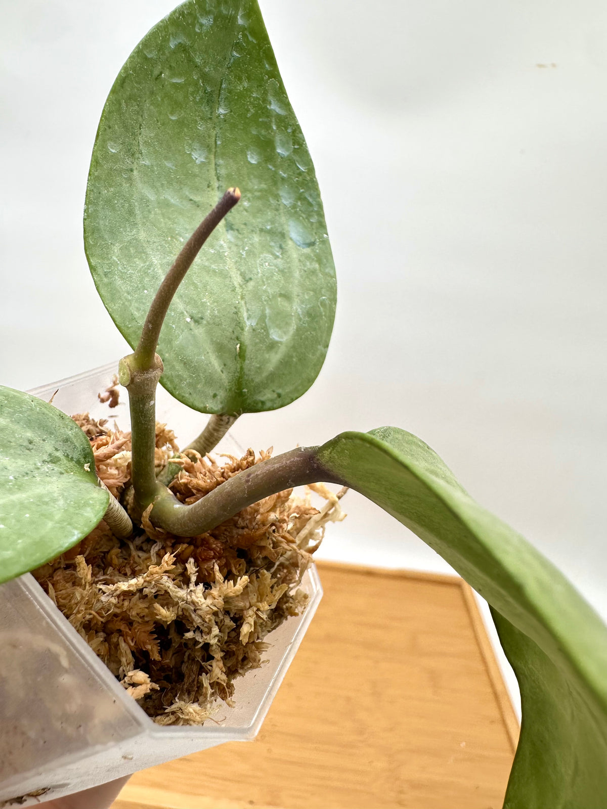 Hoya Latifolia Round leaf Silver