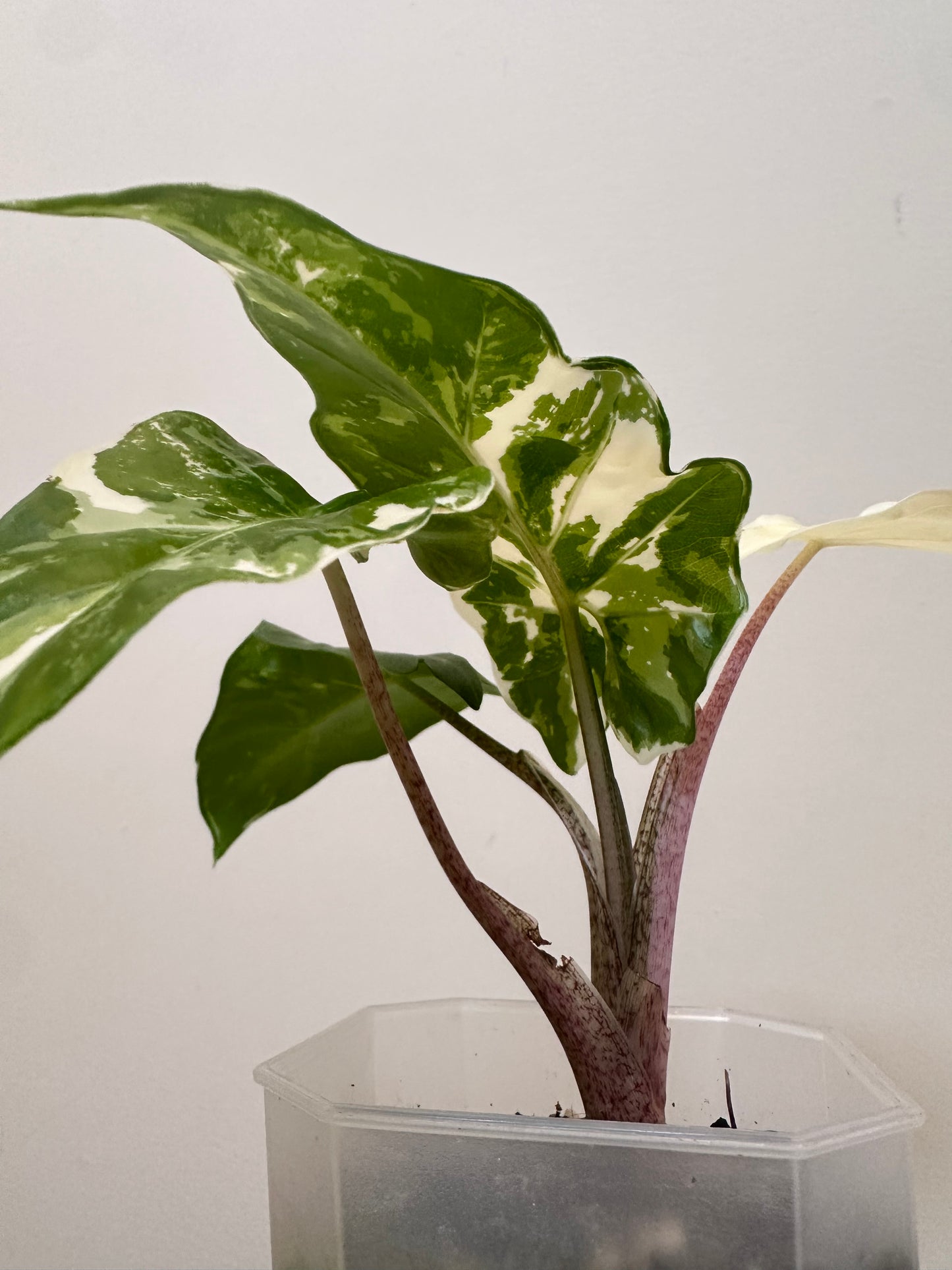 Alocasia Low Rider Albo Variegated