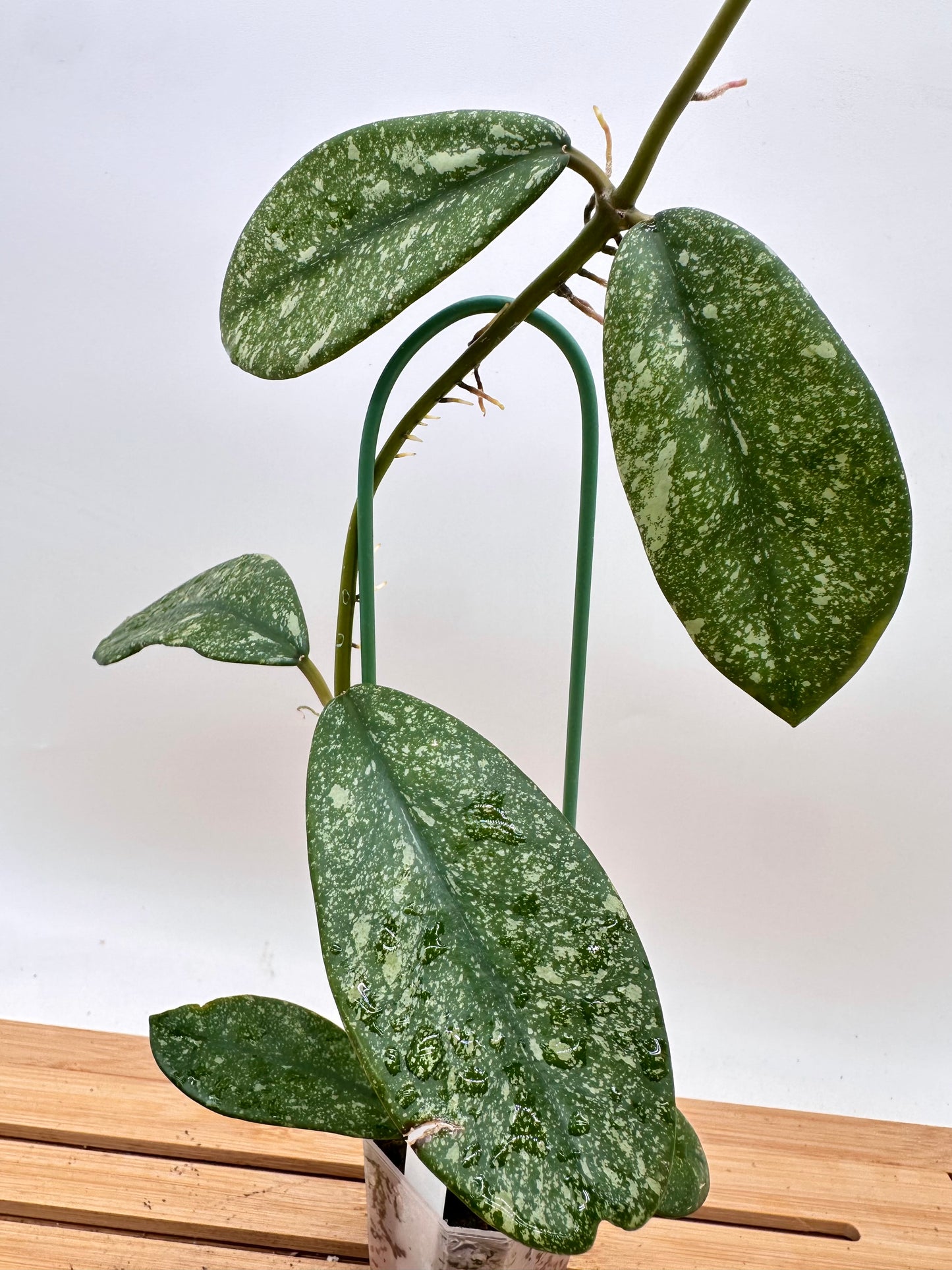 Hoya Diversifolia Splash