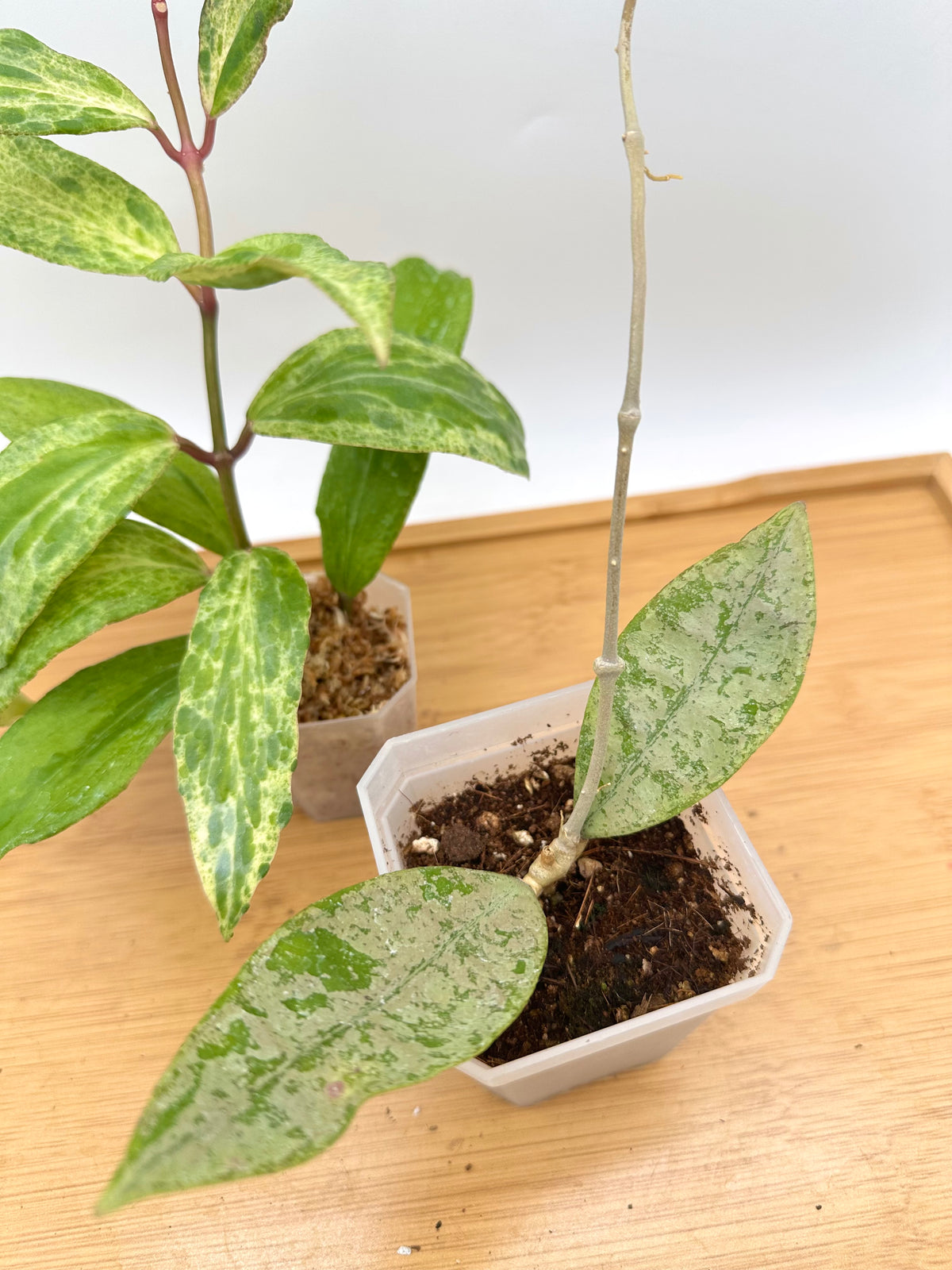 *Combo Deal - Rare Find Hoya