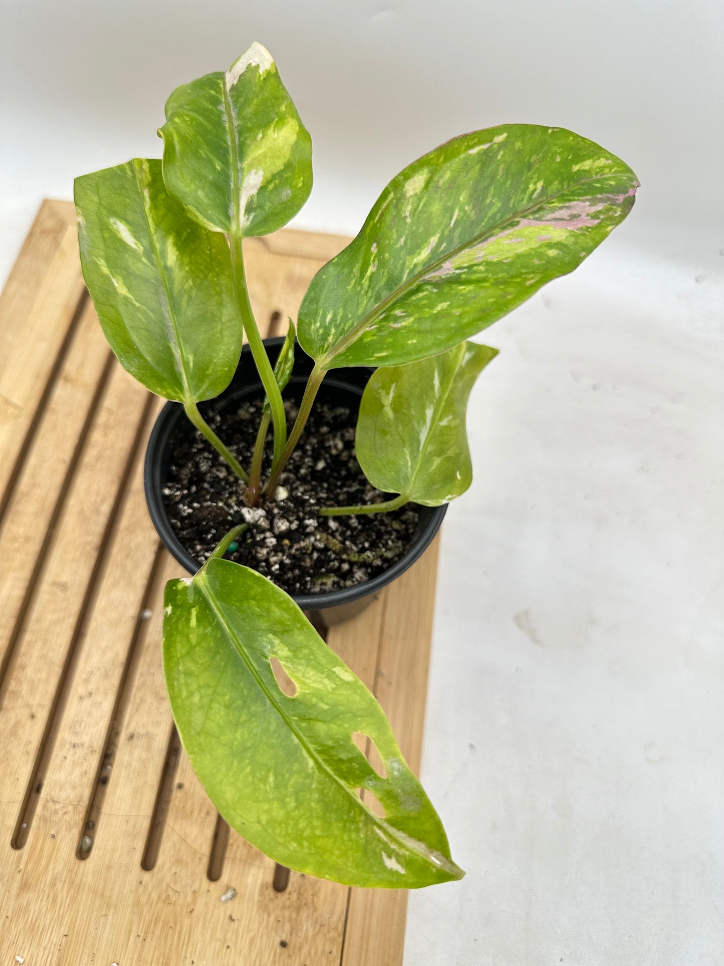 Anthurium Ressainess Pink Variegated