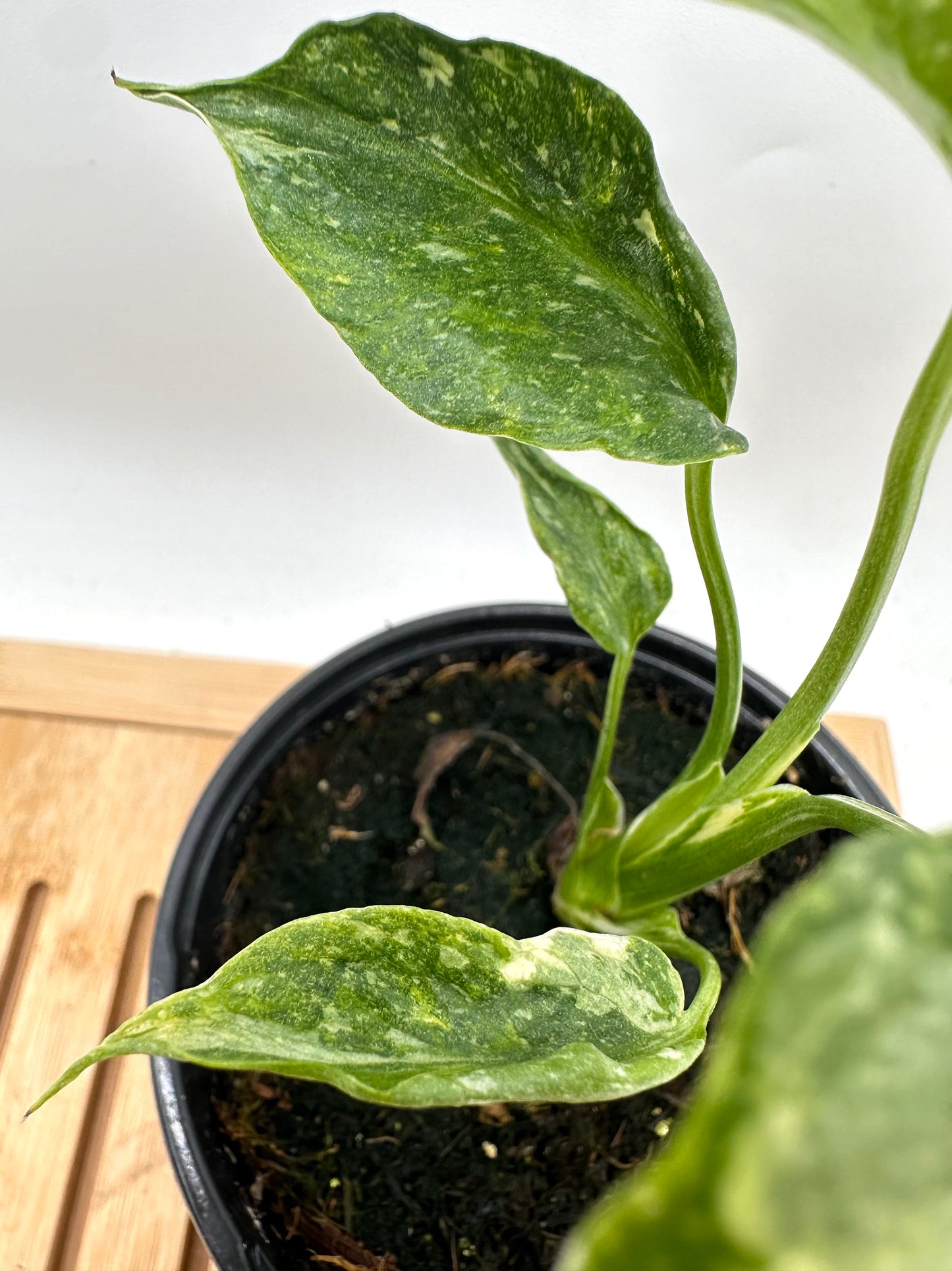 Monstera Miracle ‘Tri-Color Variegation’