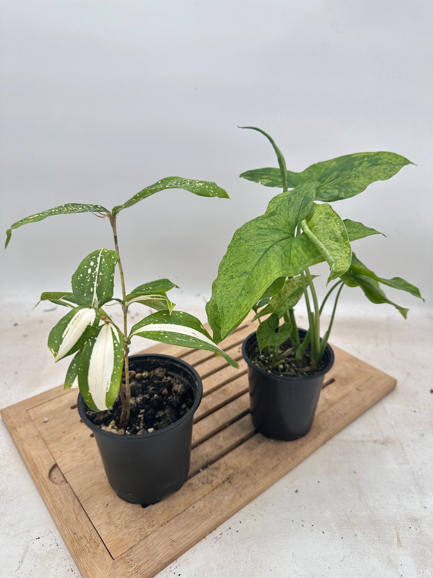 Combo Sale - Dracaena ‘Milky Way’ & Syngonium Mojito