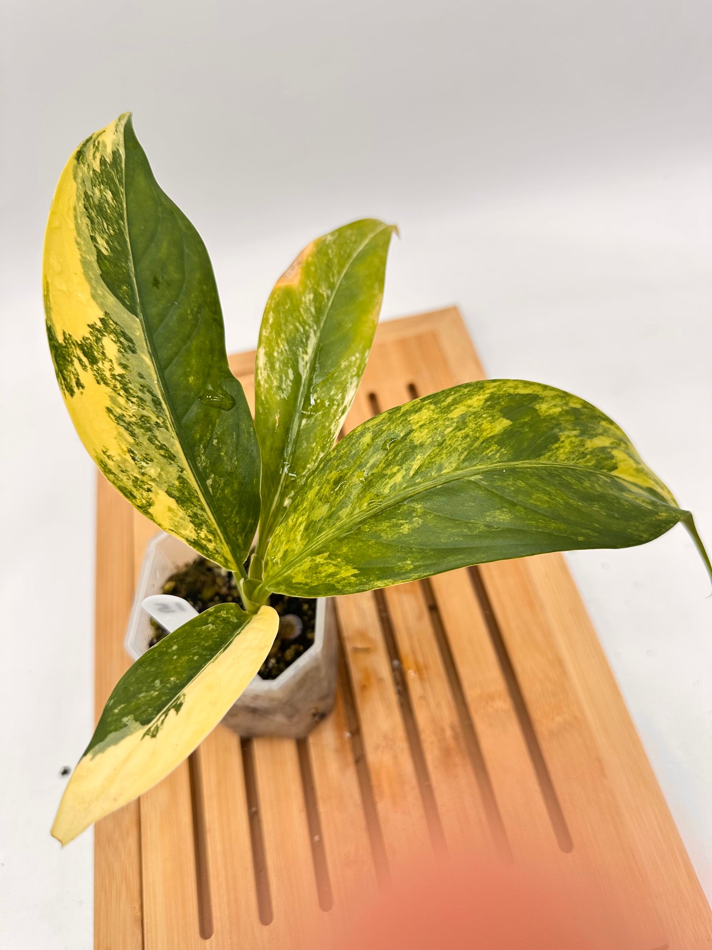 Dieffenbachia Big Ben Variegated 015