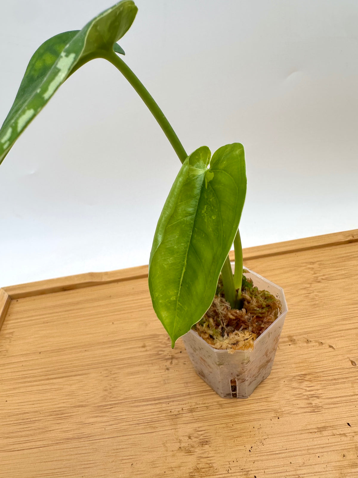Syngonium Chiapense Albo Variegated