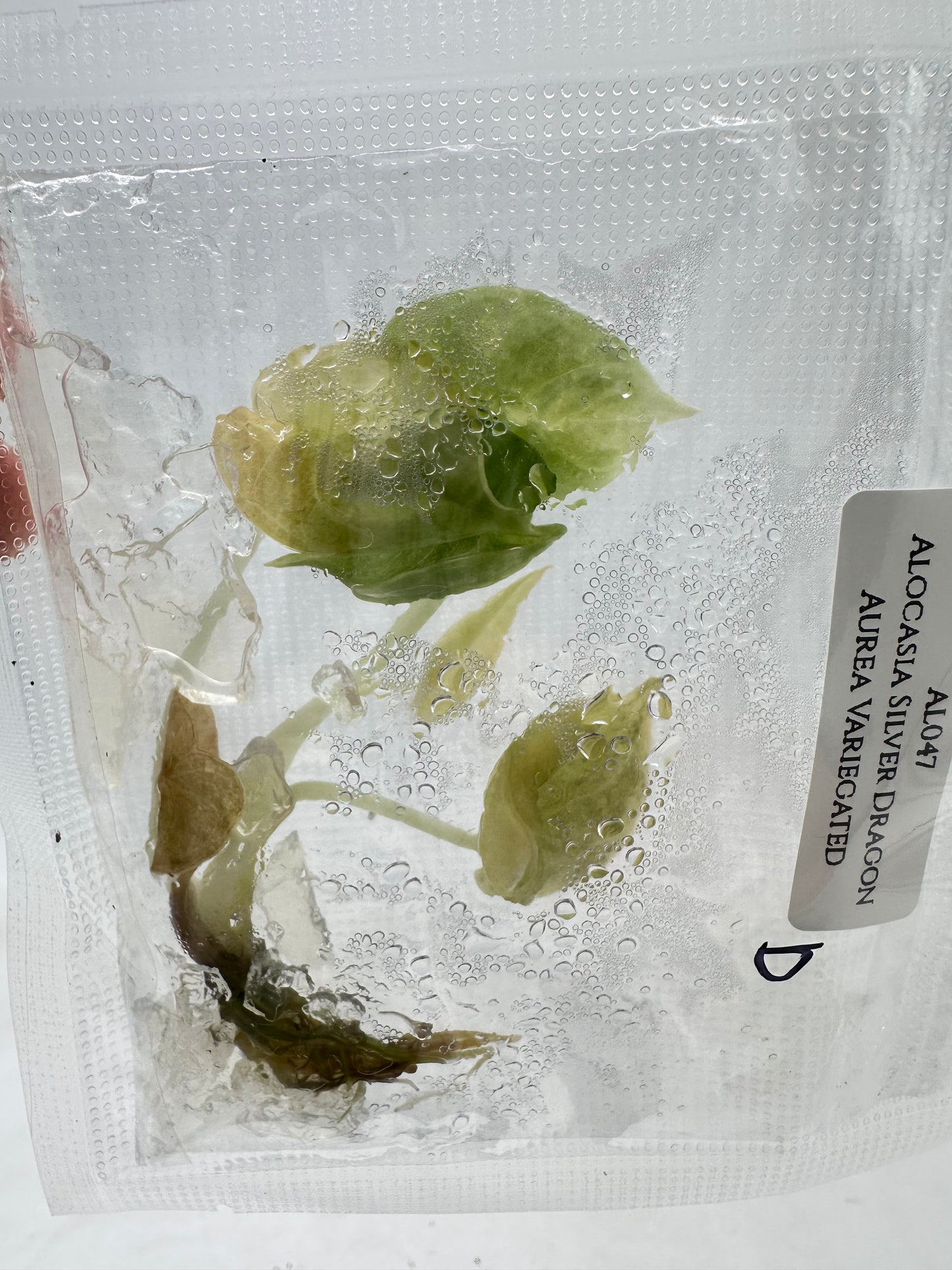 Tissue Culture - Alocasia Silver Dragon Aurea Variegated