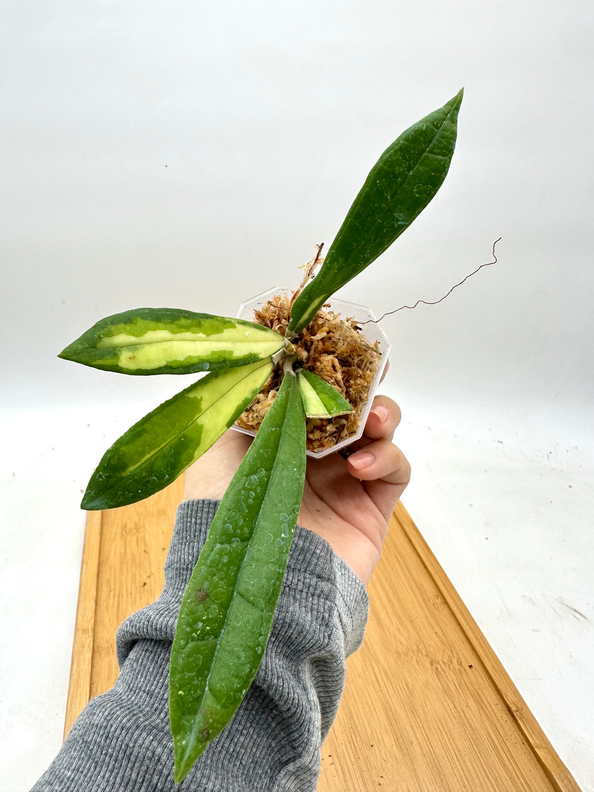 Hoya Rigidifolia Variegated