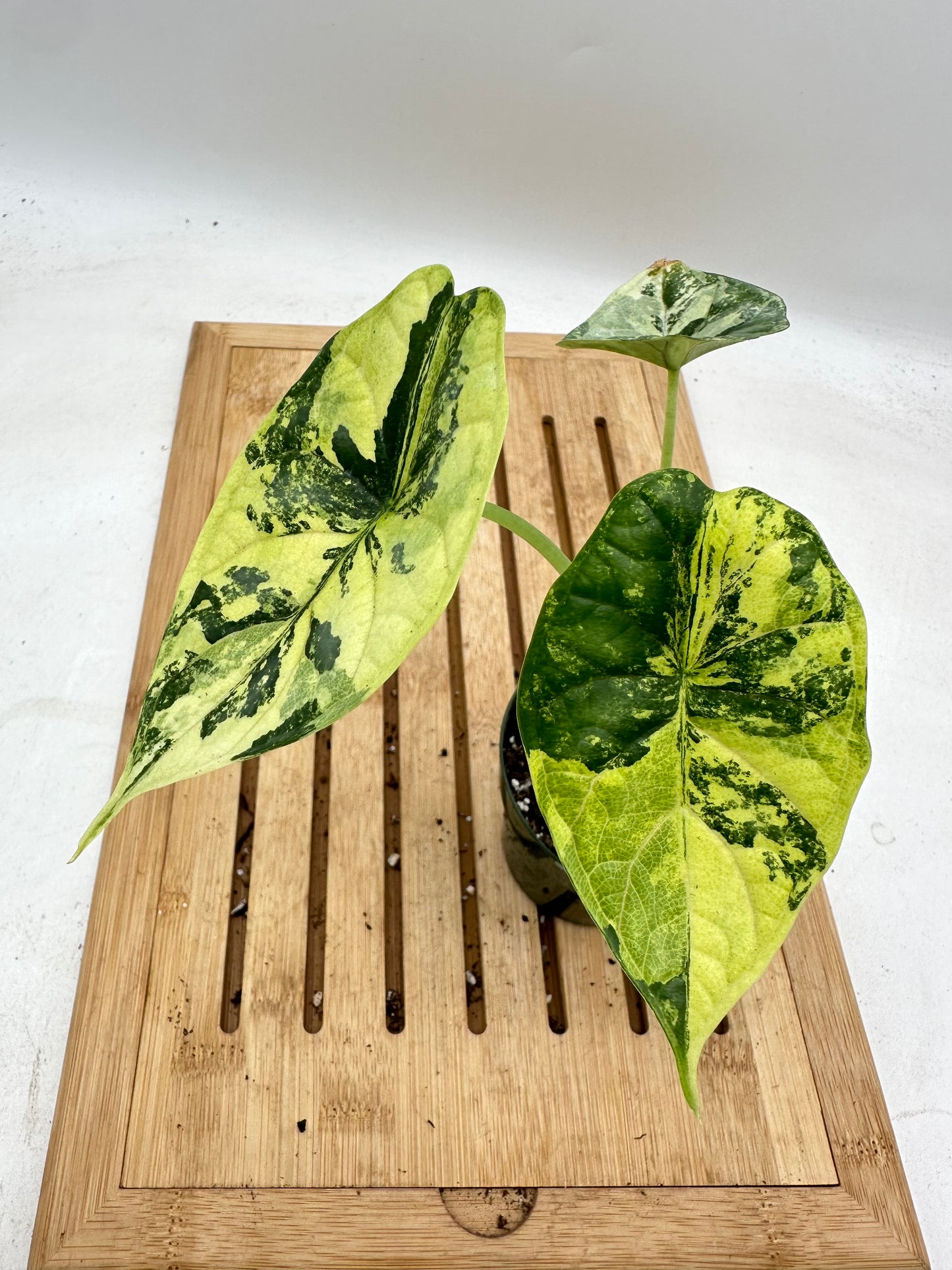 Alocasia Dragon Scale Variegated