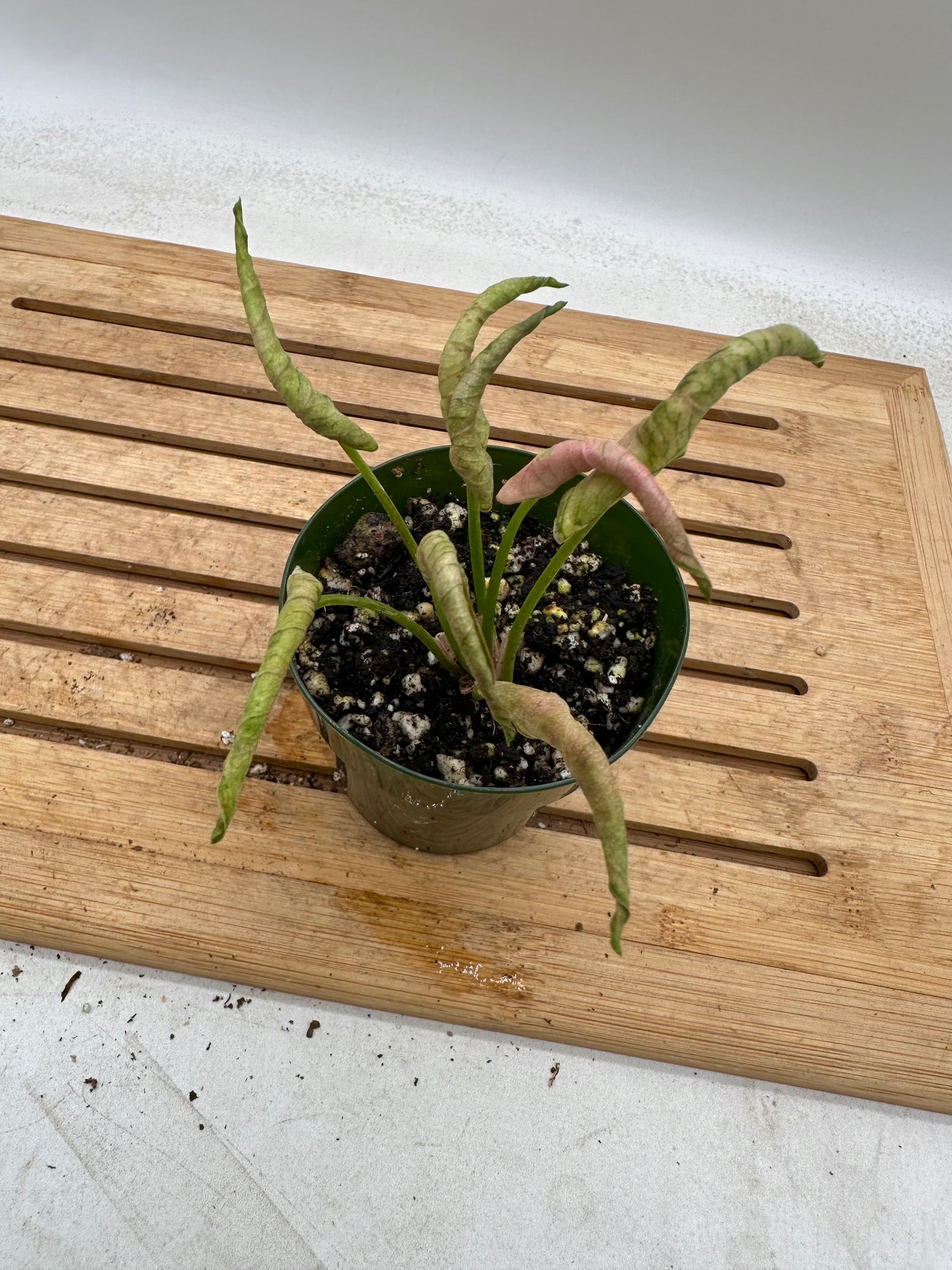 Syngonium Pink Rollie 💖 - August Sale