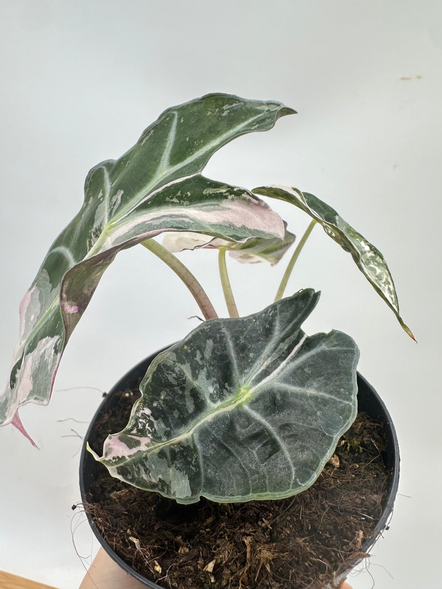 Alocasia Polly Pink Variegated