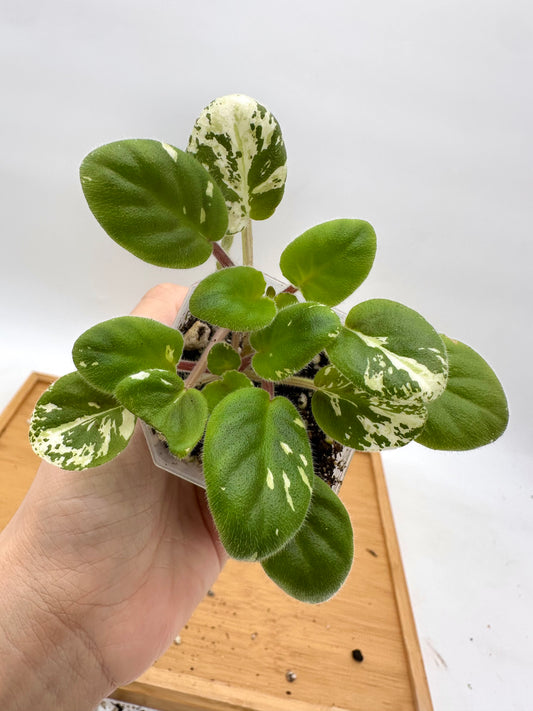 African Violet Variegated