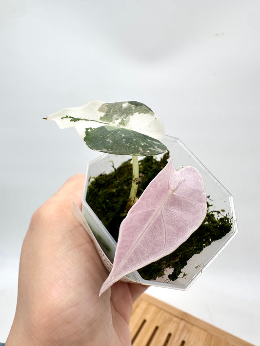 Alocasia Amazonica Polly Pink Albo Variegated