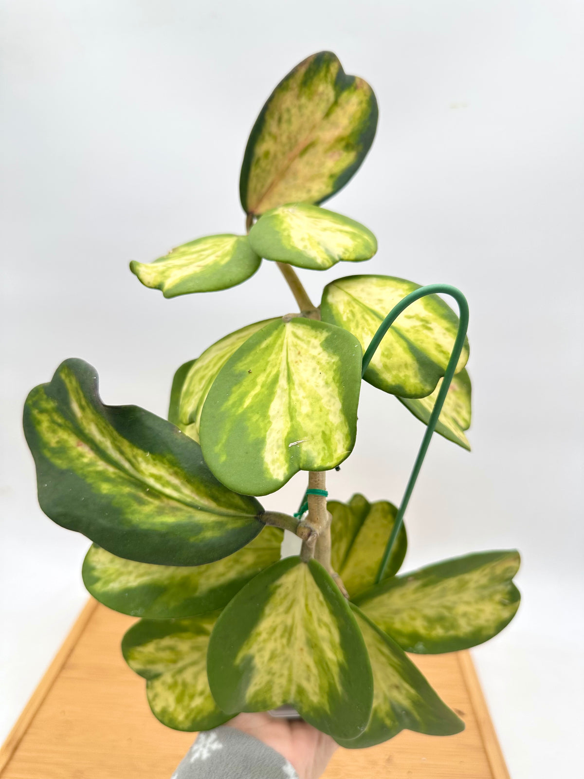 Hoya Kerri Inner Variegated - Multiple Growths