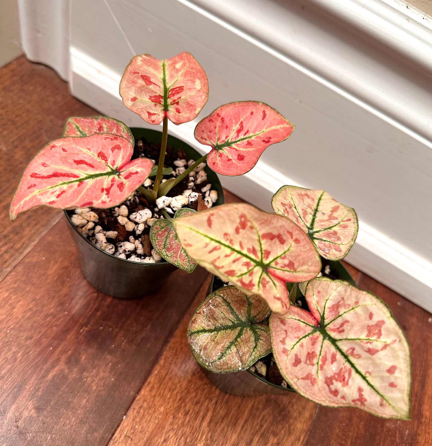 Caladium Strawberry Star in 3” pot