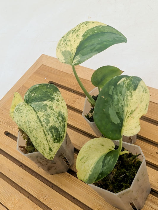 Scindapsus Blue Splash Variegated