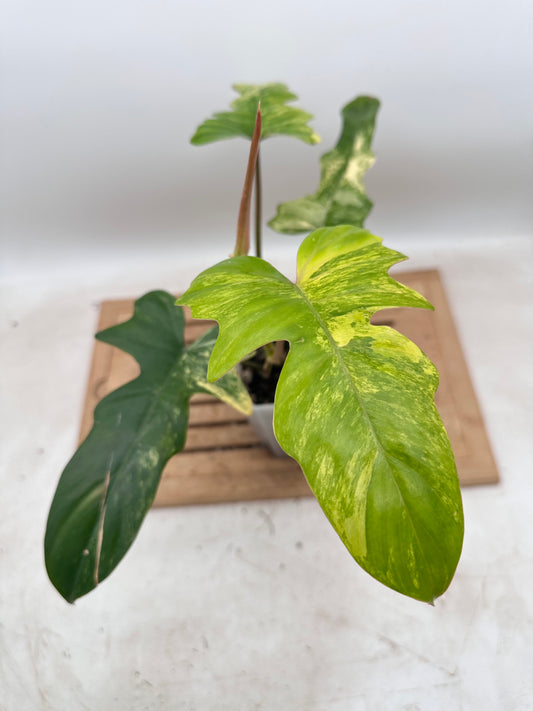 Philodendron FB x Mayoi Variegated - Thanksgiving Sale 💚