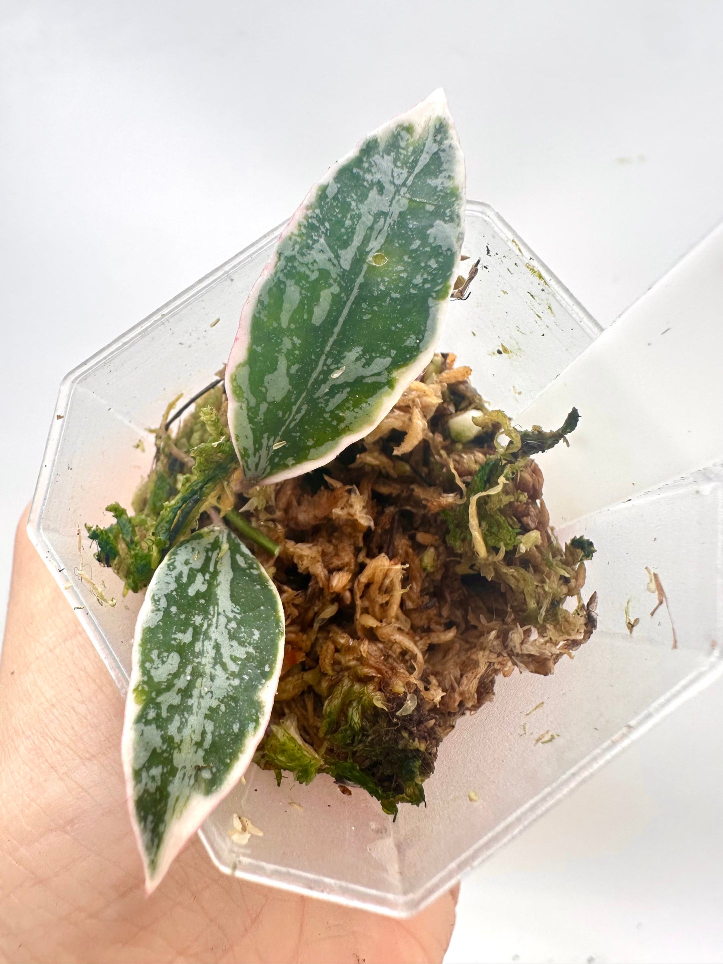 Hoya Lumina Princess - Rooted Mid Cutting