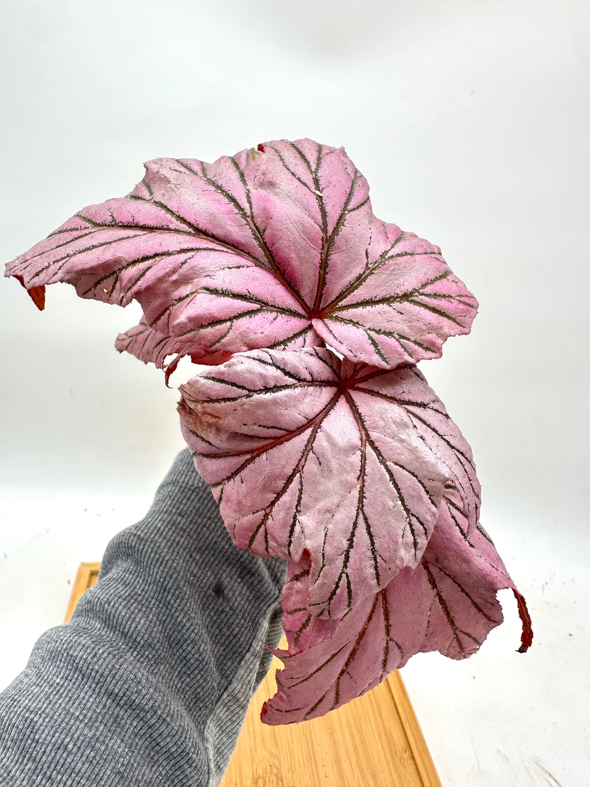 Begonia Lamoon