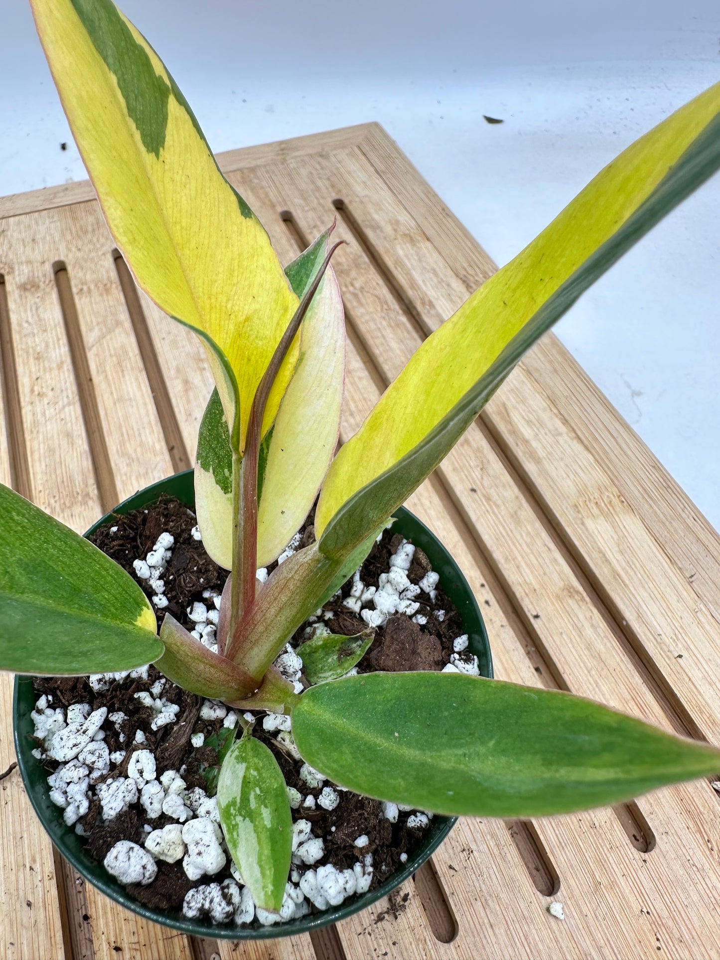 Black Friday Sales - Philodendron Caramel Marble Variegated