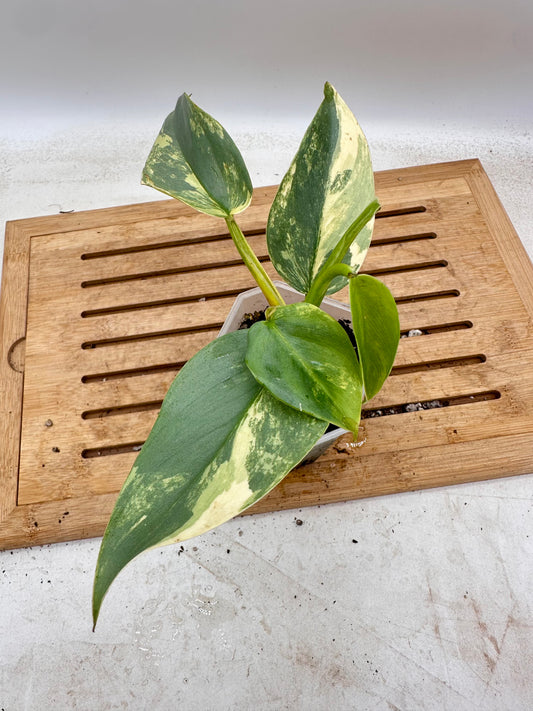 Philodendron Silver Sword Variegated - Thanksgiving Sale 💚
