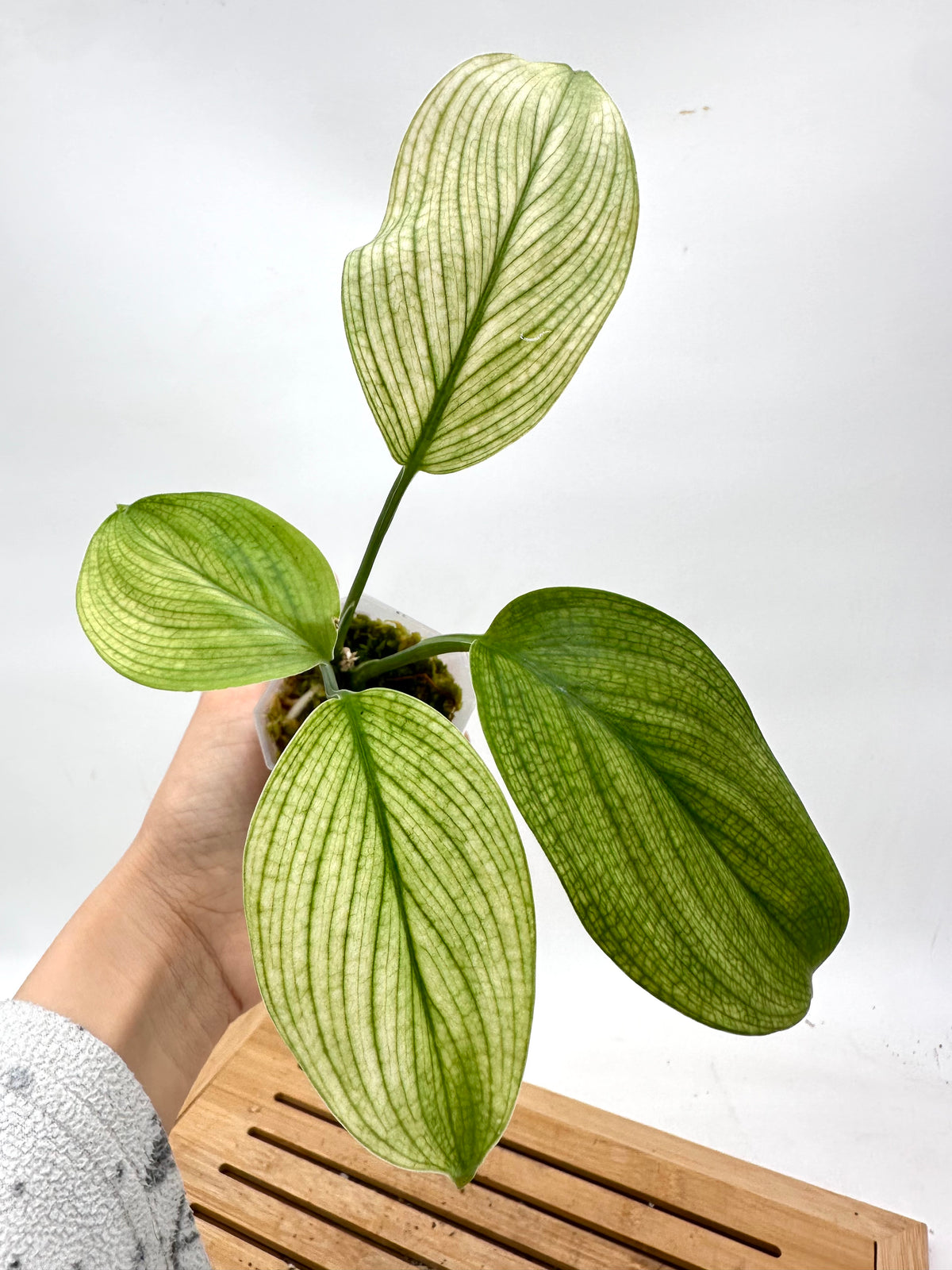 Scindapsus White Monster