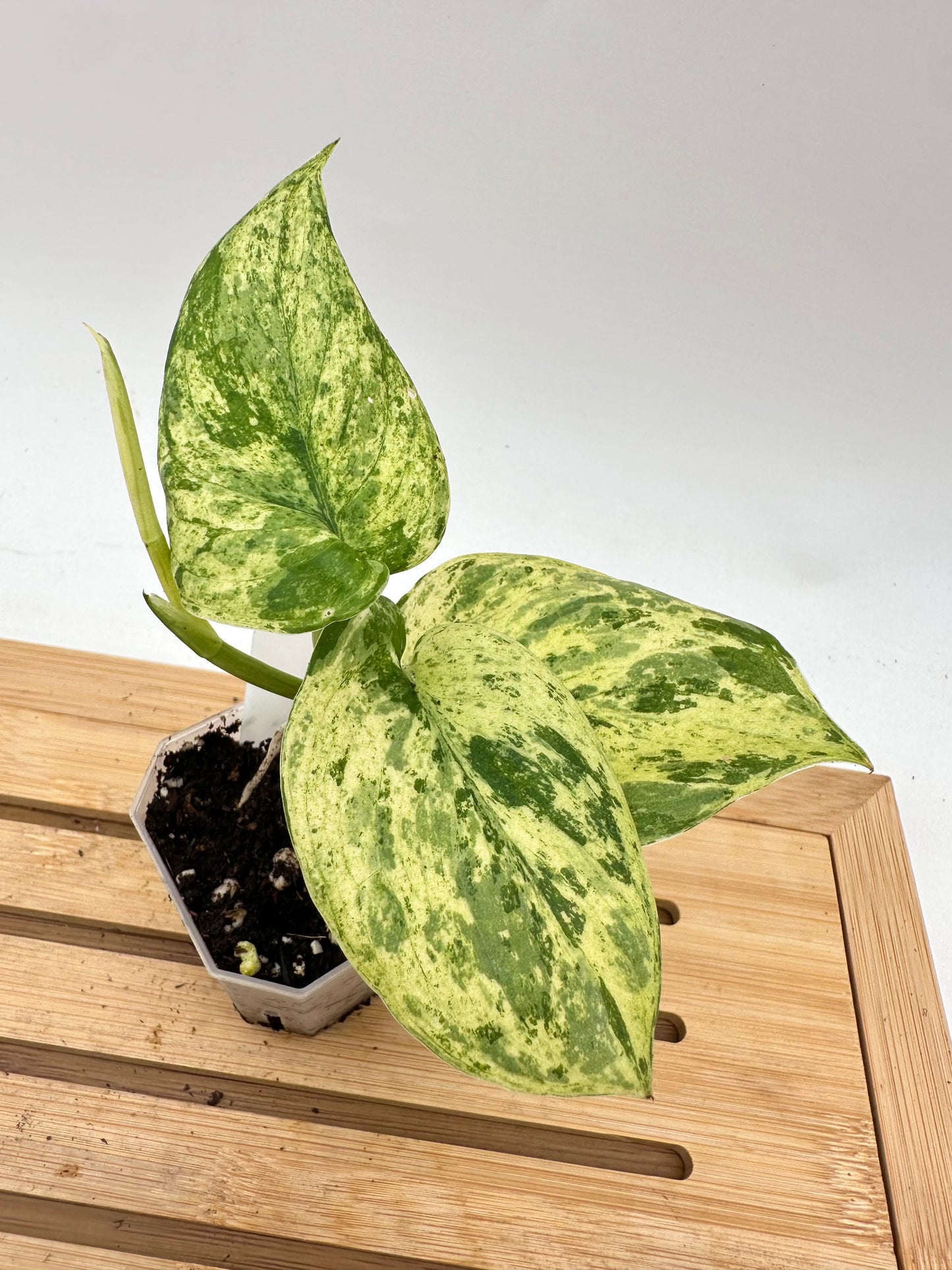 Scindapsus Halimoon