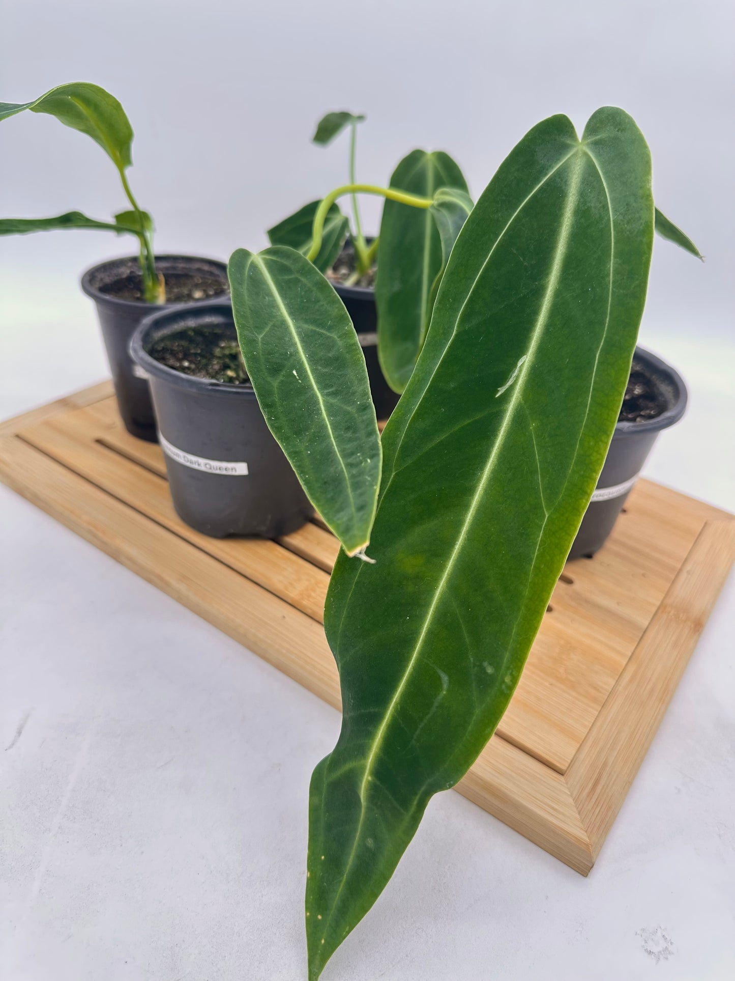 Anthurium Warrocquenum Queen