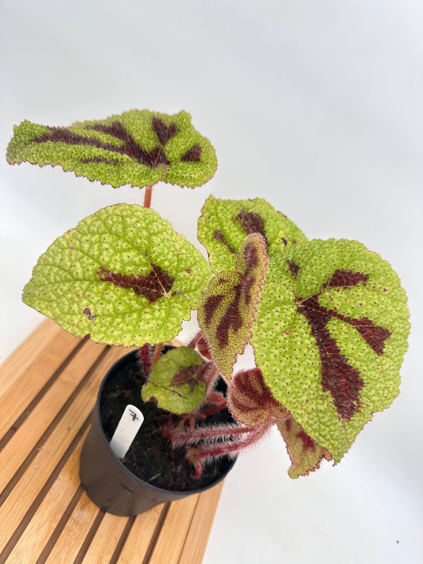 Begonia Iron Cross 07