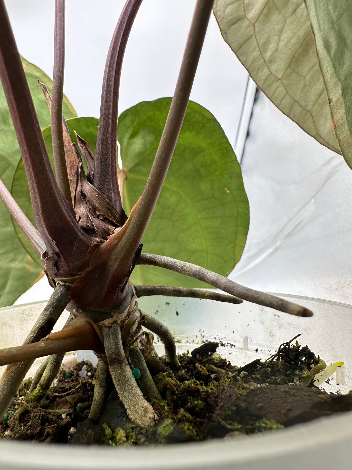 Anthurium Memoria Tim Anderson - Large