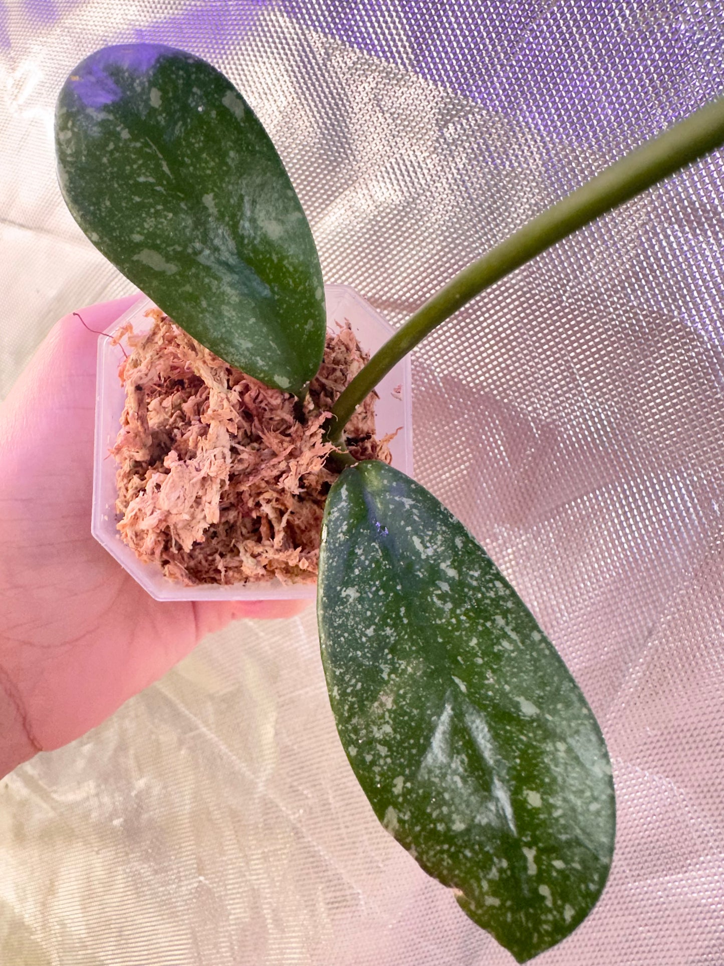 Hoya Diversifolia Splash - Top Cutting