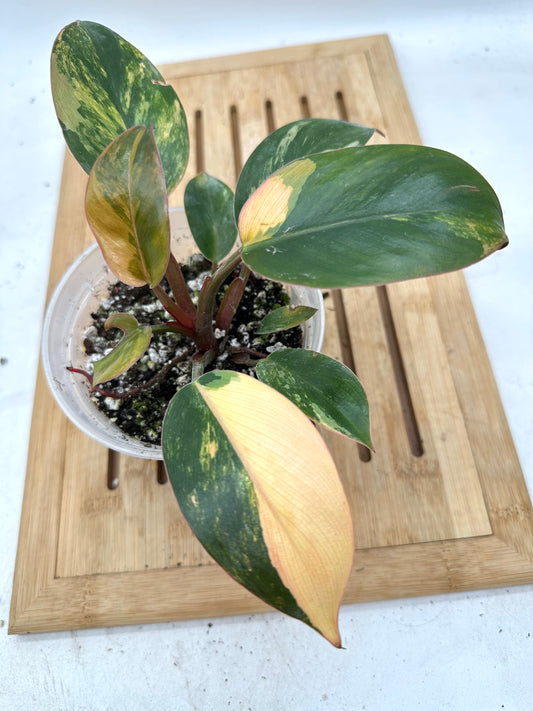 Black Friday Sales - 🦄Philodendron Red Congo Variegated