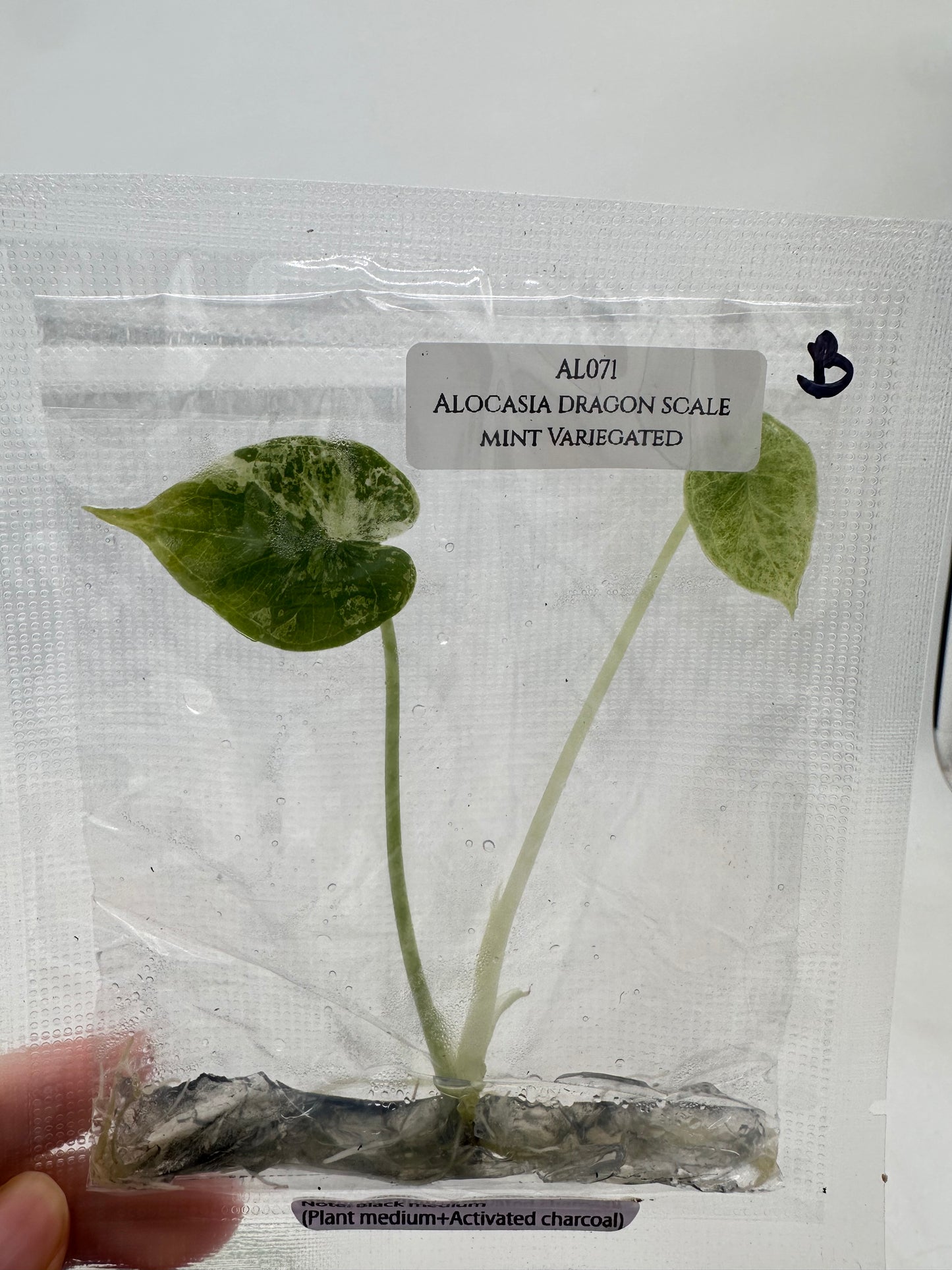Tissue Culture - Alocasia Dragon Scale Mint Variegated