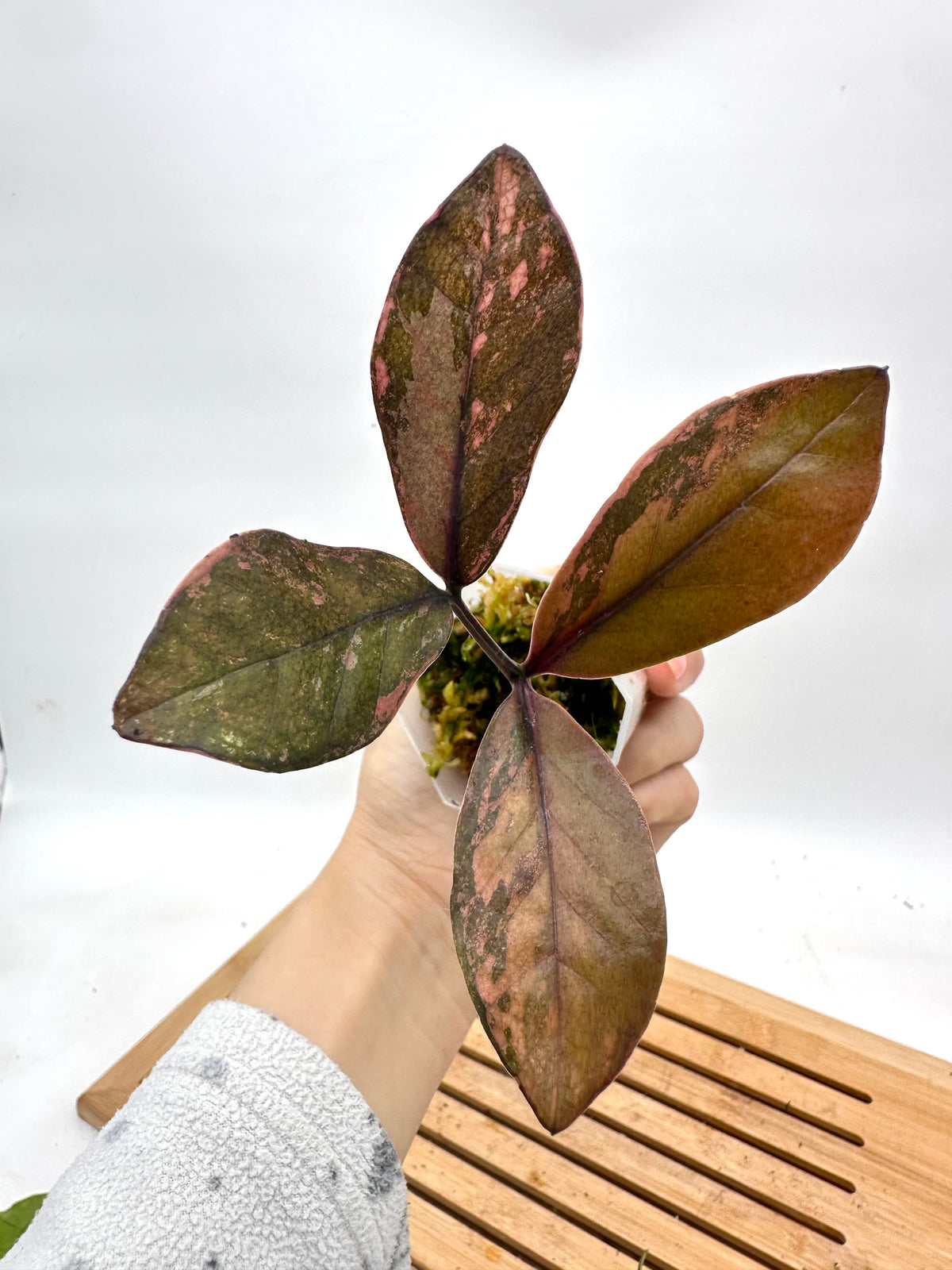 Raven Zz Variegated