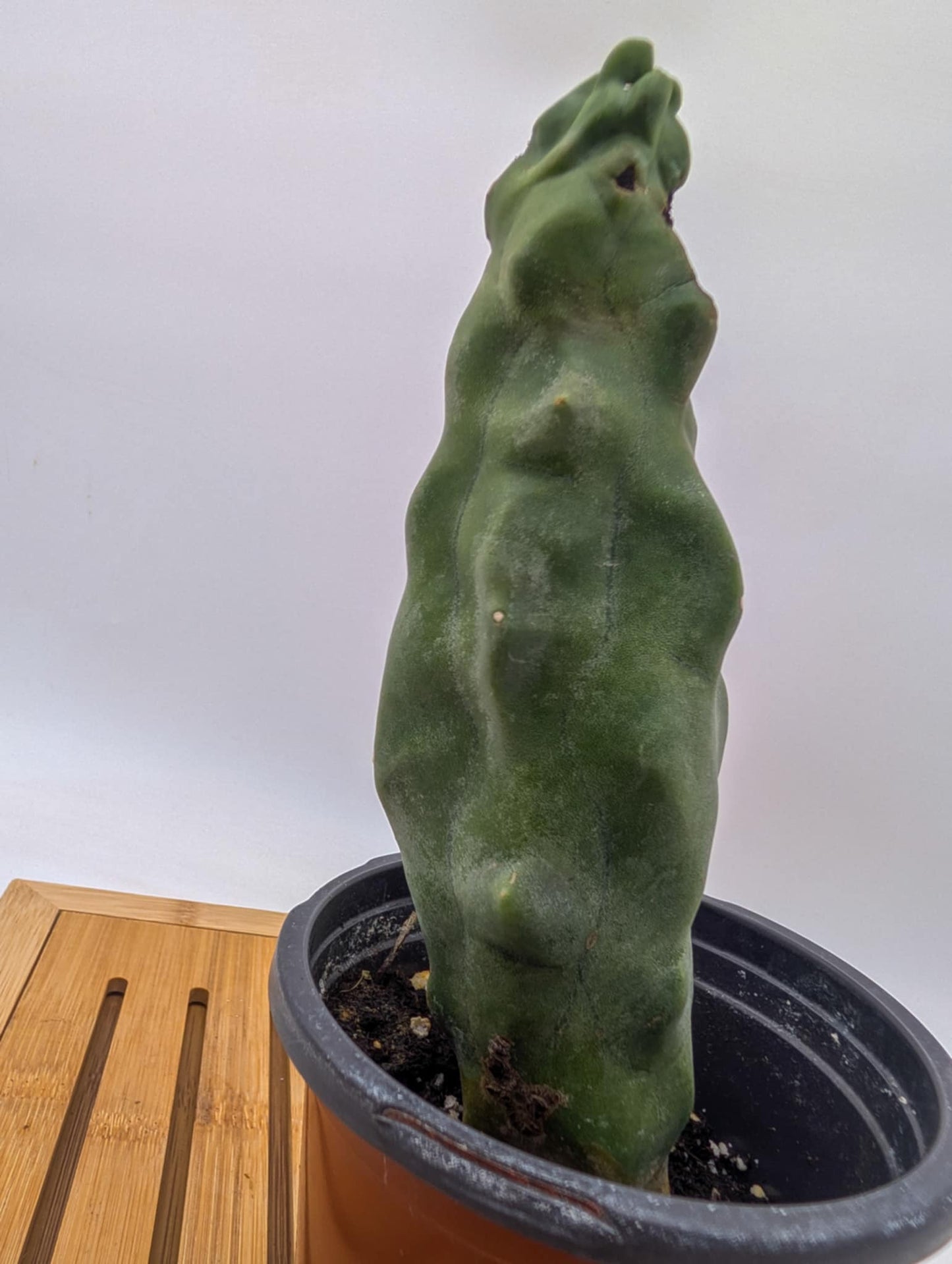 Lophocereus schottii var monstrose