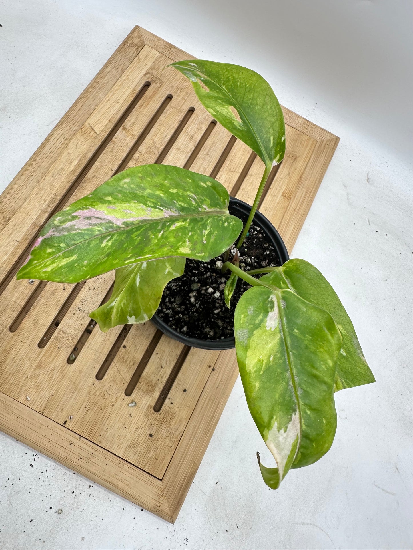 Anthurium Ressainess Pink Variegated