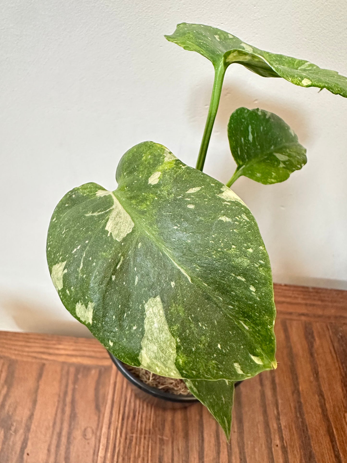 Monstera Miracle Mint/Tricolor Mint