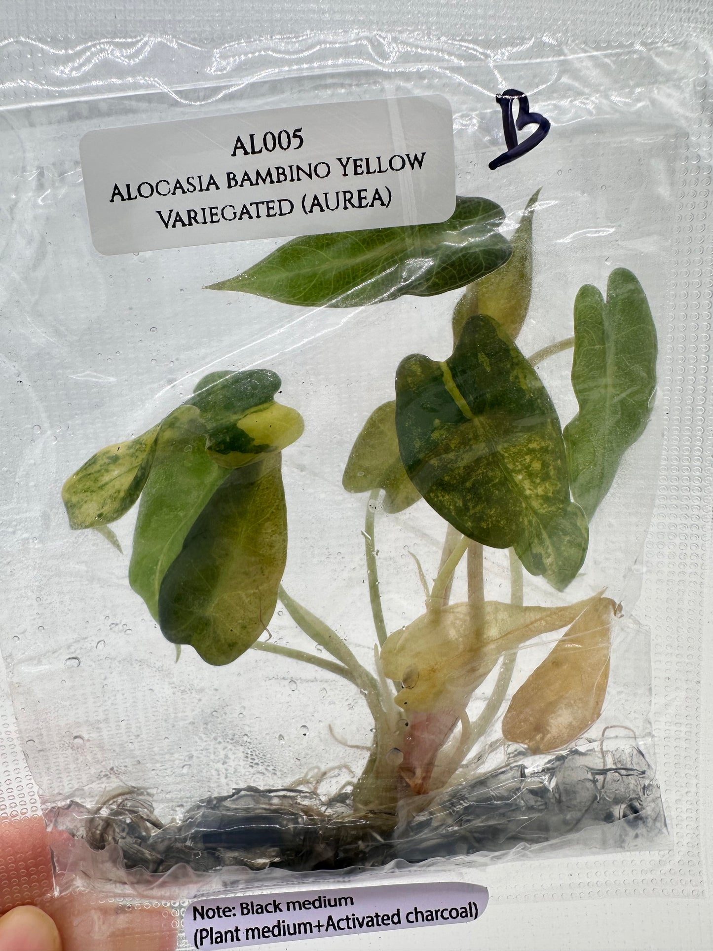 Tissue Culture - Alocasia Bambino Aurea Variegated