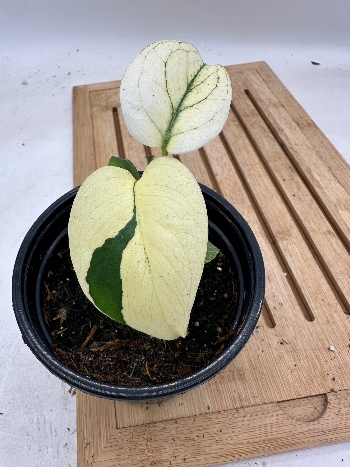 Monstera Mint