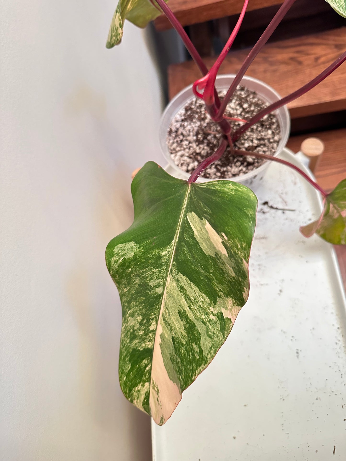 Philodendron Strawberry Shake Variegated