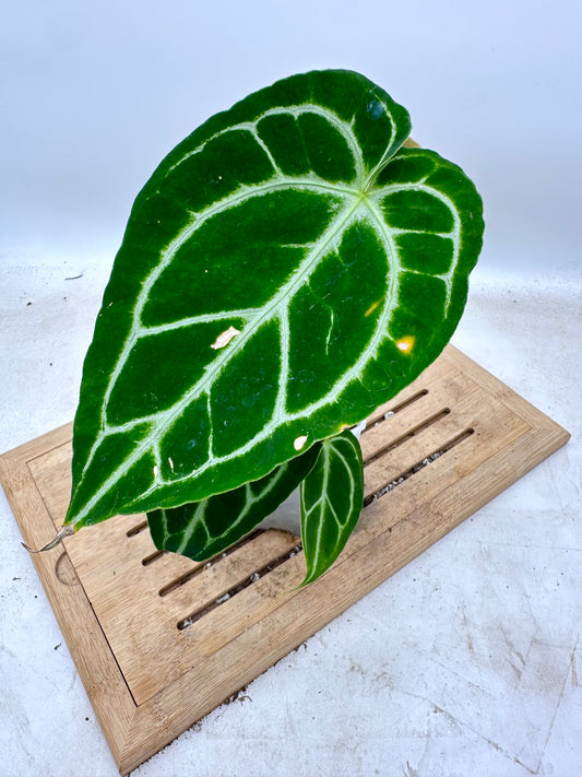 Anthurium Crystallinum Turtle - has extra baby plant